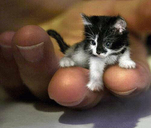 smallest kitten ever